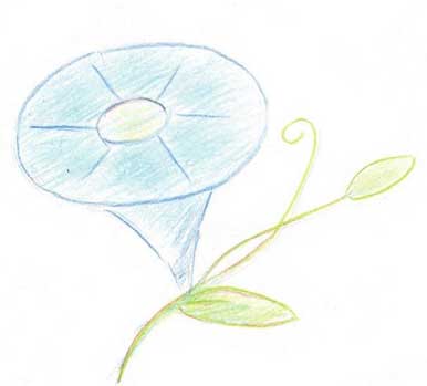 喇叭花简笔画