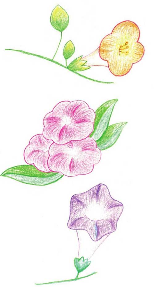 喇叭花简笔画