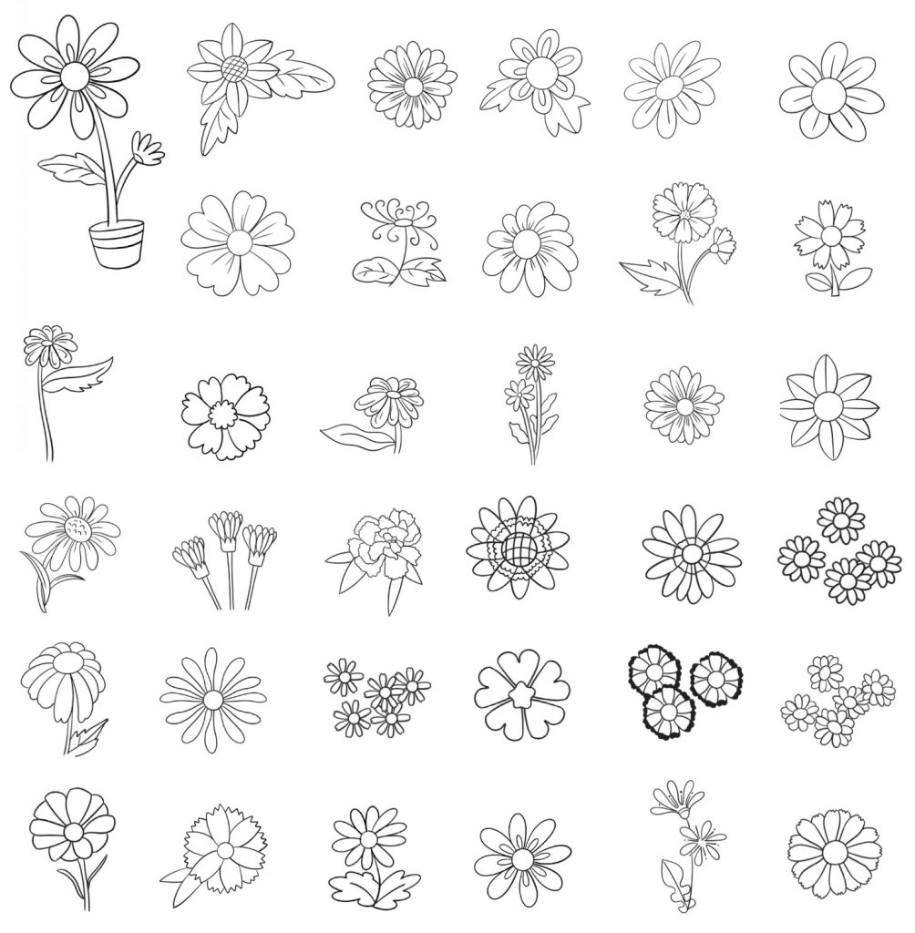 瓜叶菊简笔画