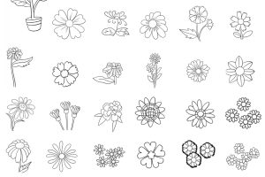 瓜叶菊简笔画