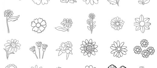 瓜叶菊简笔画