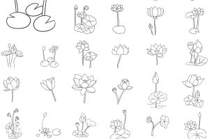 荷花简笔画