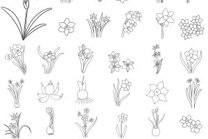 水仙花简笔画
