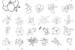 石榴花简笔画