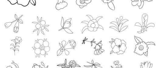 石榴花简笔画