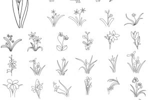 兰花简笔画