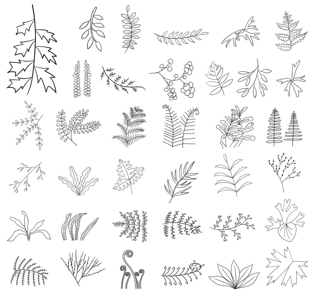蕨类植物简笔画