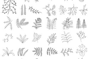 蕨类植物简笔画