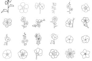 蜀葵简笔画
