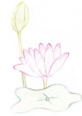 荷花简笔画