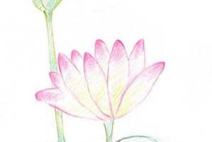 荷花简笔画