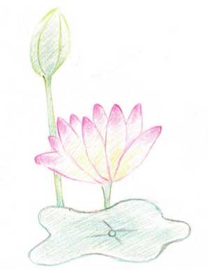 荷花简笔画