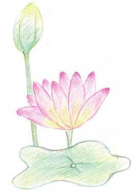 荷花简笔画