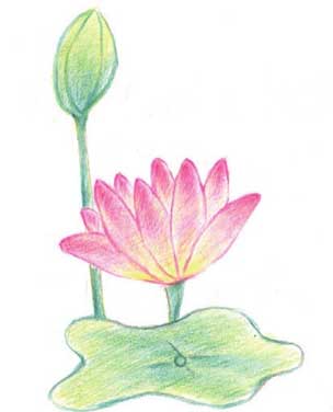 荷花简笔画