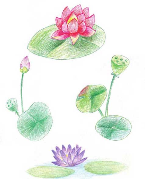 荷花简笔画