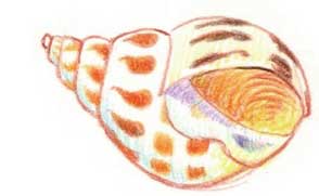 贝壳简笔画