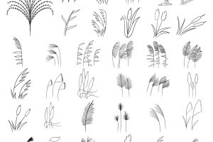 芦苇简笔画