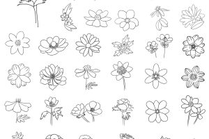 银莲花简笔画