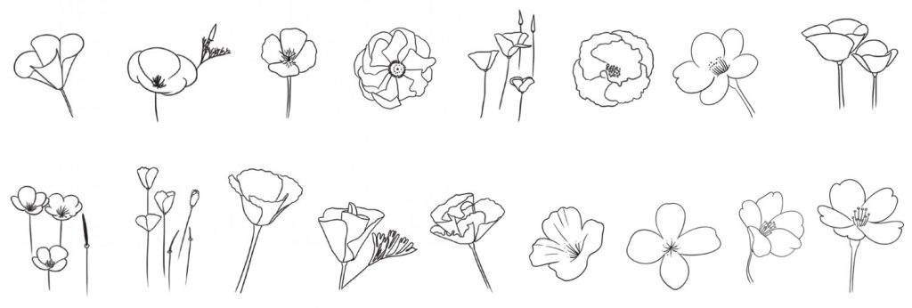 花菱草简笔画