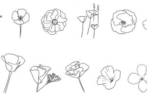 花菱草简笔画