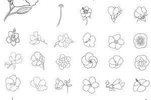 木槿花简笔画