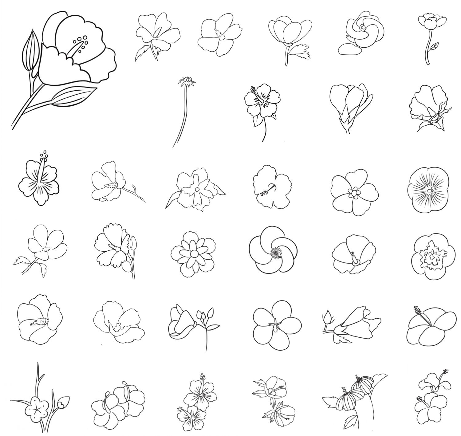 木槿花简笔画