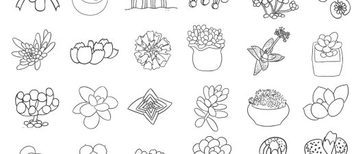 多肉植物简笔画