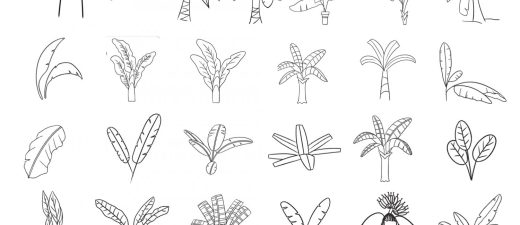 芭蕉简笔画