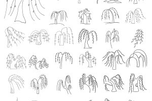 柳树简笔画