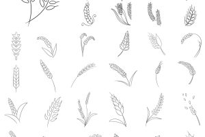 麦穗简笔画