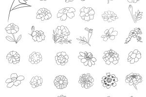 孔雀草简笔画