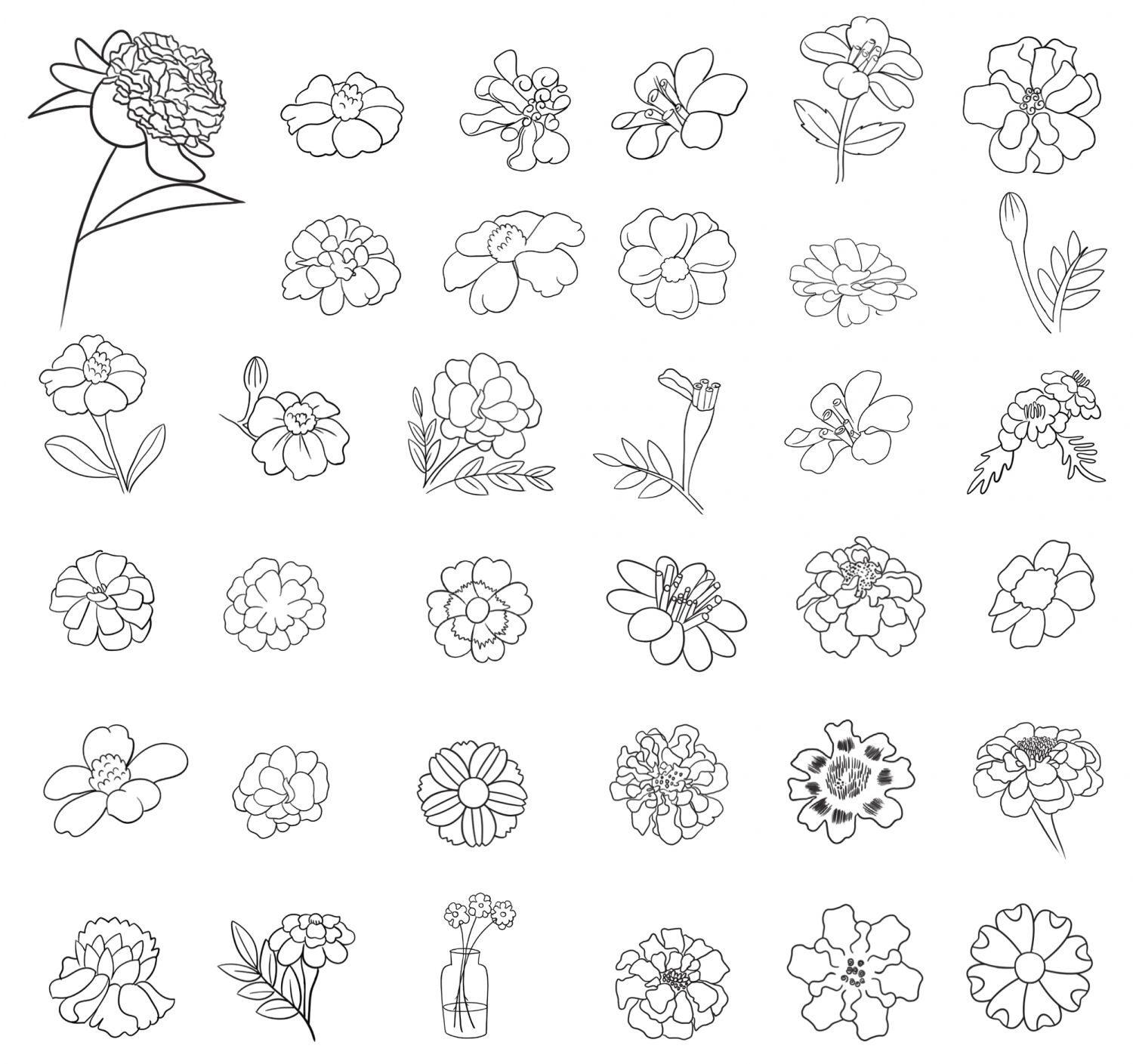 孔雀草简笔画