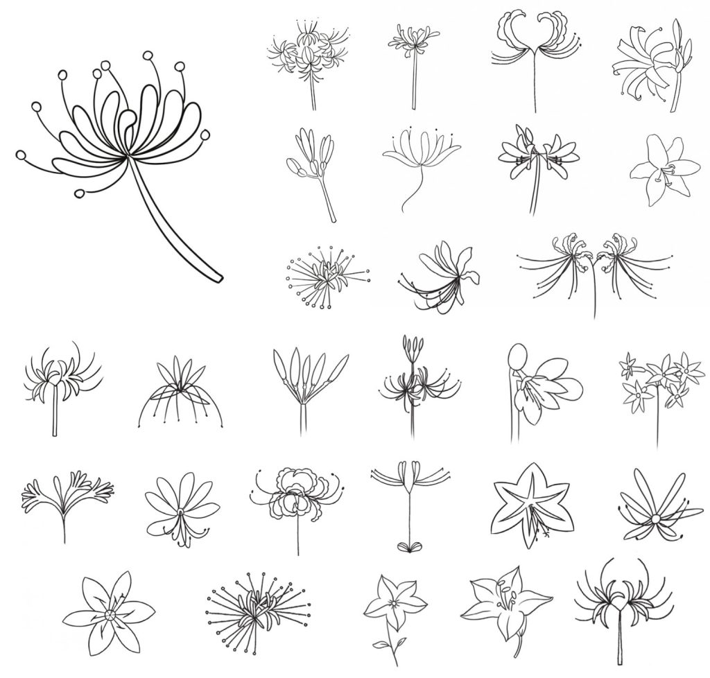 石蒜简笔画
