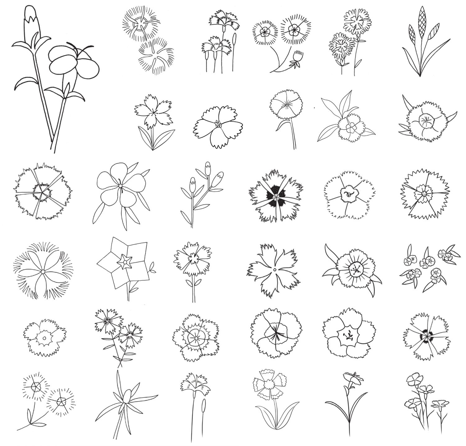鸡冠花简笔画
