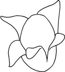 芒果简笔画