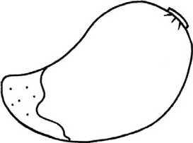 芒果简笔画