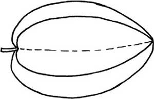 杨桃简笔画
