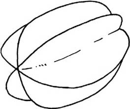 杨桃简笔画