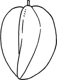 杨桃简笔画
