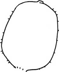猕猴桃简笔画