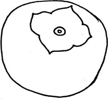 柿子简笔画