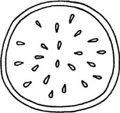 西瓜简笔画