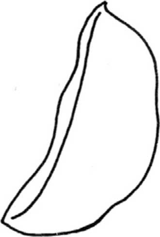 豌豆简笔画