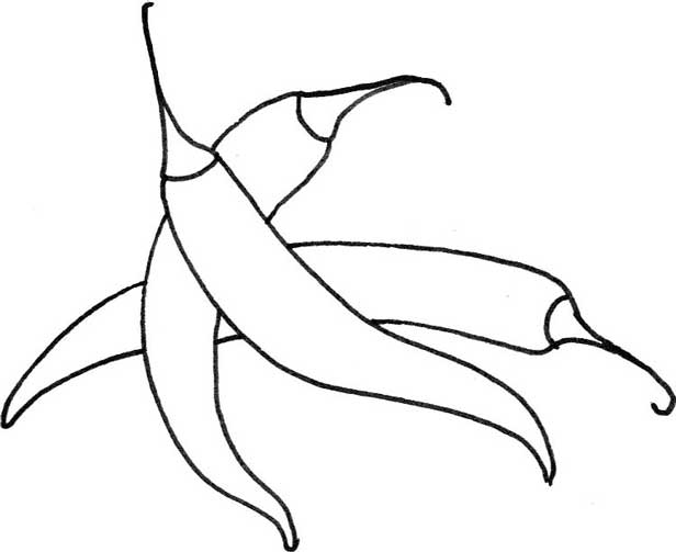 尖椒简笔画