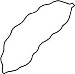 苦瓜简笔画