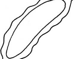苦瓜简笔画
