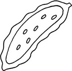 苦瓜简笔画