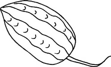 苦瓜简笔画