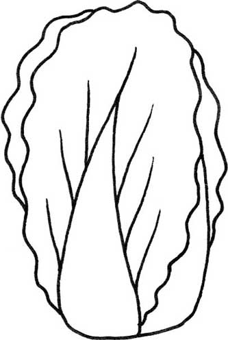 白菜简笔画