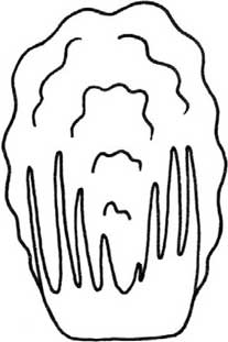 白菜简笔画